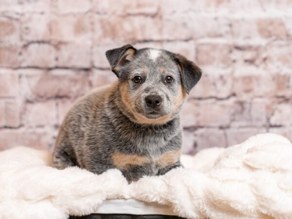 Australian Cattle Dog-Dog-Male-Blue Mottled-2044-PetCenter Old Bridge, New Jersey