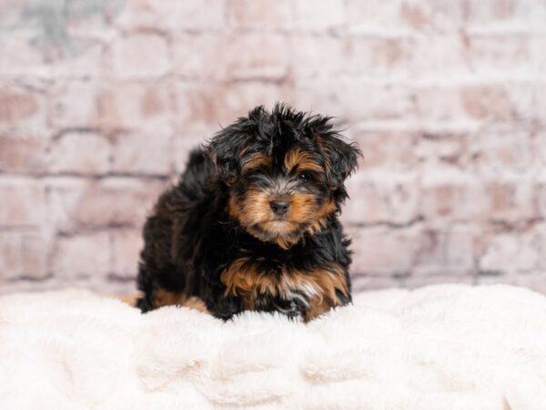 Yorkiepoo-Dog-Male-Black-2042-PetCenter Old Bridge, New Jersey