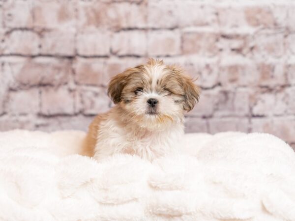 Shih Tzu-Dog-Male-Brown / White-2043-PetCenter Old Bridge, New Jersey