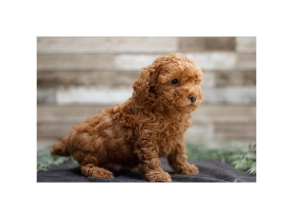 Poodle-Dog-Female-Red-2056-PetCenter Old Bridge, New Jersey