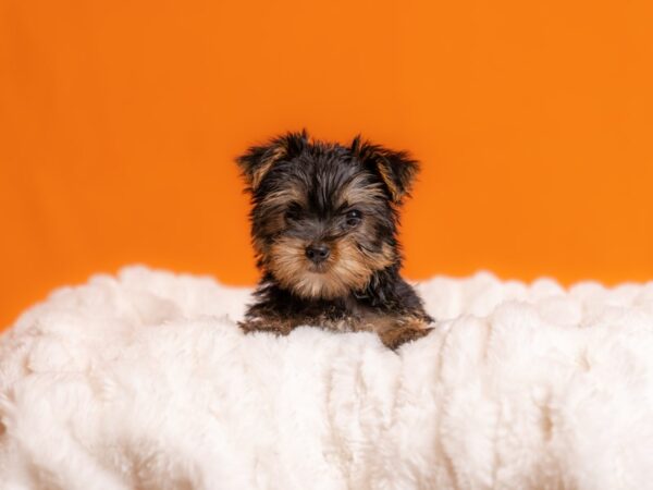 Yorkshire Terrier-Dog-Female-Black and Tan-2060-PetCenter Old Bridge, New Jersey