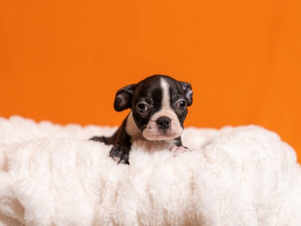 Boston Terrier-Dog-Male-Black and White-2063-PetCenter Old Bridge, New Jersey