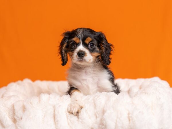 Cavalier King Charles Spaniel-Dog-Male-Black and White-2064-PetCenter Old Bridge, New Jersey