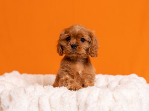 Cavalier King Charles Spaniel-Dog-Male-Ruby-2058-PetCenter Old Bridge, New Jersey