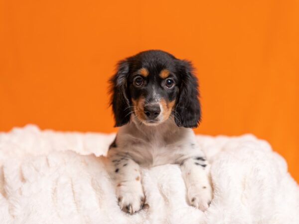 Dachshund-Dog-Male-Black and Tan-2062-PetCenter Old Bridge, New Jersey