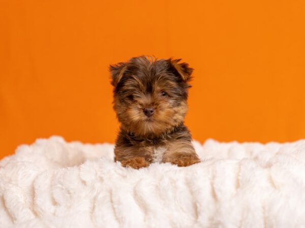 Yorkshire Terrier-Dog-Male-Chocolate / Tan-2057-PetCenter Old Bridge, New Jersey