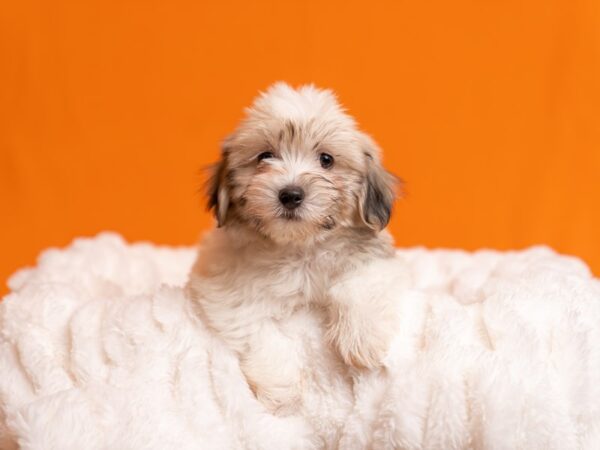 Havanese-Dog-Male-Brown / White-2052-PetCenter Old Bridge, New Jersey