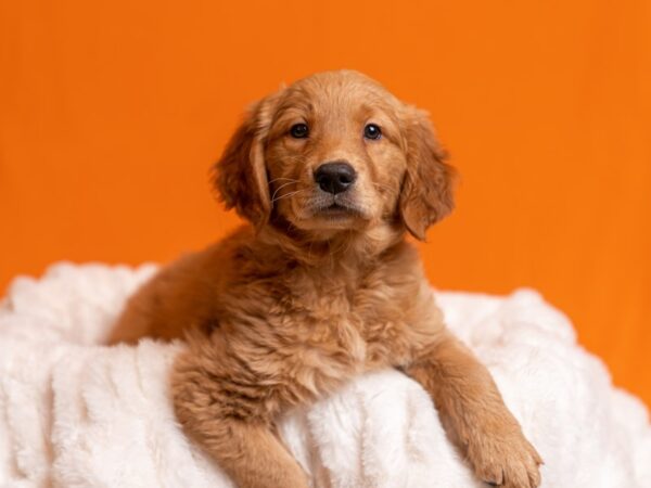 Golden Retriever-Dog-Female-Dark Golden-2065-PetCenter Old Bridge, New Jersey