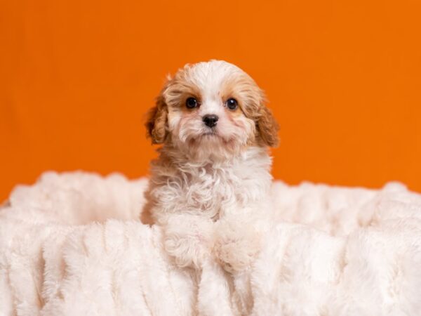 Cavapoo-Dog-Male-Red / White-2054-PetCenter Old Bridge, New Jersey