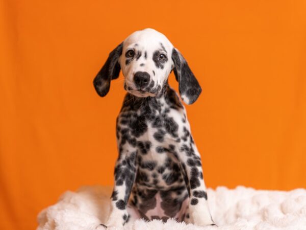 Dalmatian-Dog-Male-Black / White-2053-PetCenter Old Bridge, New Jersey