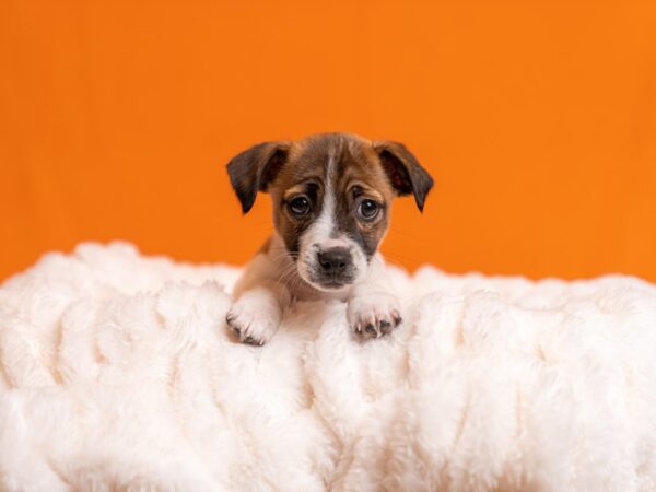 Jack Russell Terrier-Dog-Female-Brown / White-2055-PetCenter Old Bridge, New Jersey