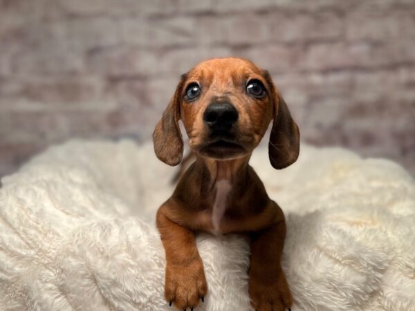 Chiweenie-Dog-Male-Red-2088-PetCenter Old Bridge, New Jersey