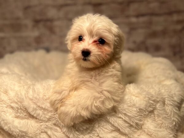 Coton De Tulear-Dog-Male-White-2087-PetCenter Old Bridge, New Jersey