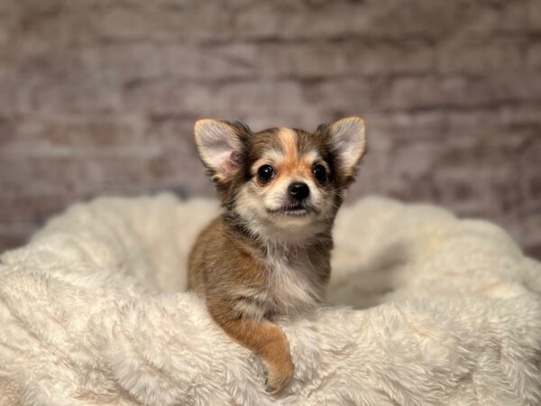 Chihuahua-Dog-Male-Sable-2079-PetCenter Old Bridge, New Jersey