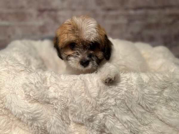 Havanese-Dog-Female-White-2077-PetCenter Old Bridge, New Jersey