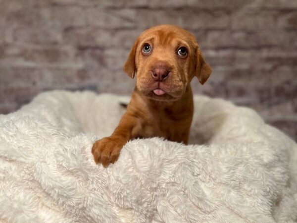 Mini Walrus-Dog-Male-Red-2075-PetCenter Old Bridge, New Jersey