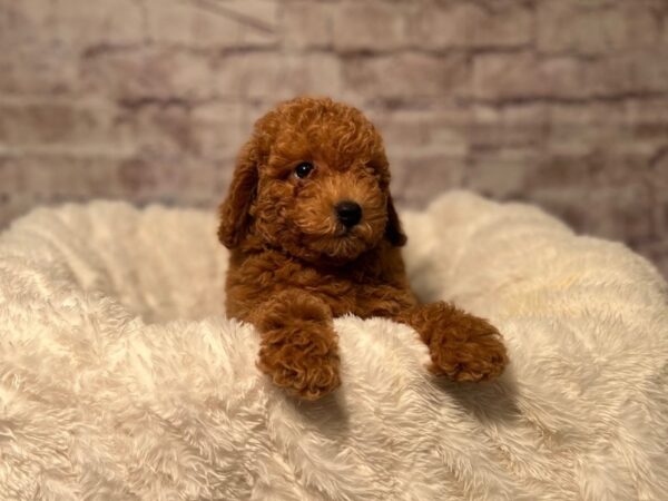 Poodle-Dog-Female-Red-2084-PetCenter Old Bridge, New Jersey