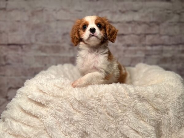 Cavalier King Charles Spaniel-Dog-Male-Blenheim-2080-PetCenter Old Bridge, New Jersey