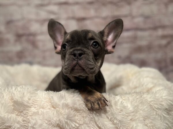 French Bulldog-Dog-Female-Blue / Tan-2081-PetCenter Old Bridge, New Jersey