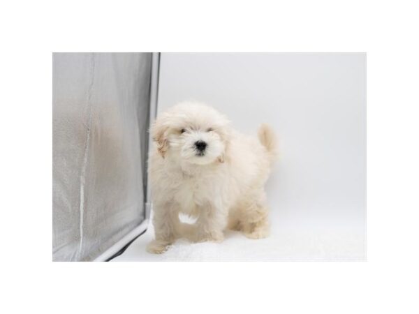 Maltipoo-Available 5/24-Dog-Male-Cream-2095-PetCenter Old Bridge, New Jersey
