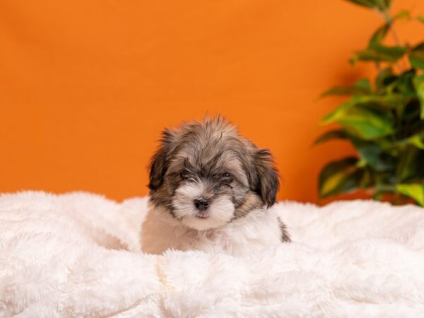 Havanese-Dog-Female-Silver Brindle-2107-PetCenter Old Bridge, New Jersey