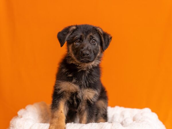 German Shepherd-Dog-Female-Black / Red-2051-PetCenter Old Bridge, New Jersey