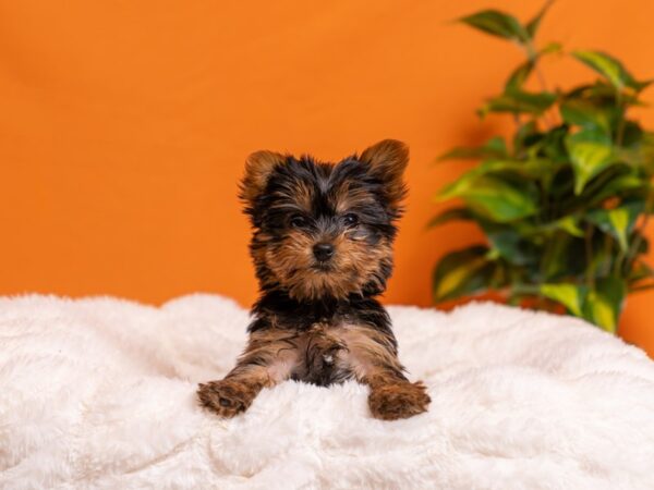 Yorkshire Terrier-Dog-Female-Black and Gold-2104-PetCenter Old Bridge, New Jersey