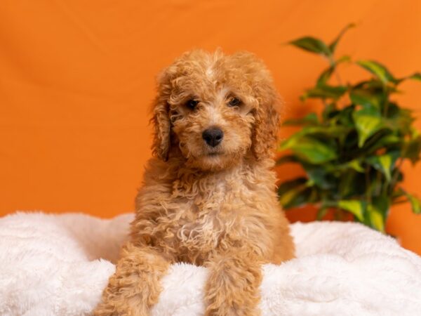 Goldendoodle-Dog-Female-Apricot-2110-PetCenter Old Bridge, New Jersey