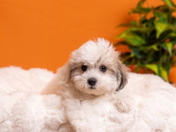 Coton De Tulear-Dog-Female-Brindle / White-2096-PetCenter Old Bridge, New Jersey