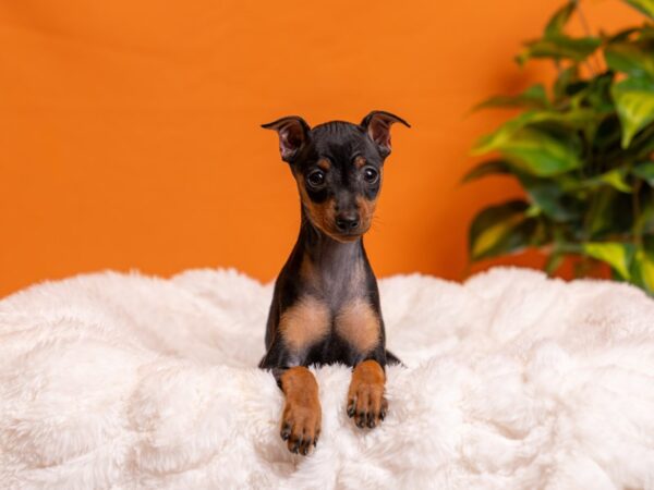 Miniature Pinscher-Dog-Male-Black / Rust-2098-PetCenter Old Bridge, New Jersey