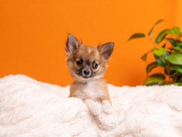 Chihuahua-Dog-Male-Red Sable-2122-PetCenter Old Bridge, New Jersey