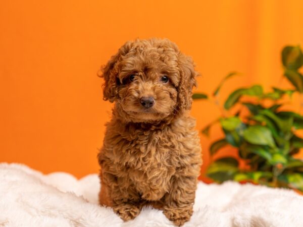 Poodle-Dog-Male-Red-2124-PetCenter Old Bridge, New Jersey