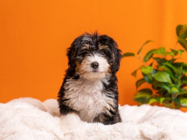 Miniature Bernedoodle-Dog-Female-Tri Color-2118-PetCenter Old Bridge, New Jersey