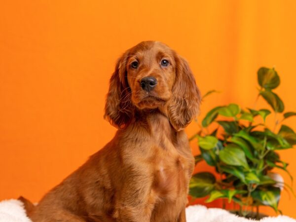 Irish Setter-Dog-Male-Dark Red-2127-PetCenter Old Bridge, New Jersey