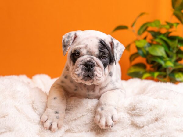 English Bulldog-Dog-Male-Black and White-2111-PetCenter Old Bridge, New Jersey