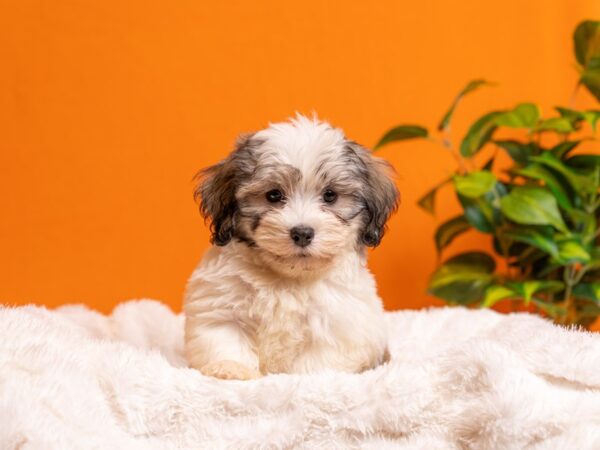 Havanese-Dog-Male-Silver Brindle-2117-PetCenter Old Bridge, New Jersey