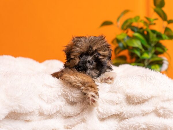 Lhasa Apso-Dog-Female-Red Gold-2116-PetCenter Old Bridge, New Jersey