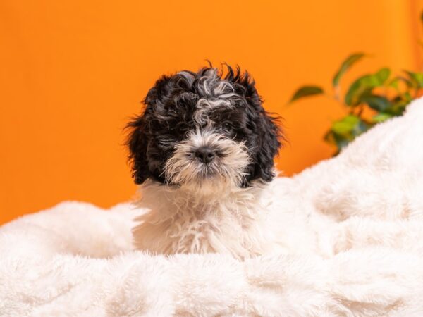 Teddy Bear-Dog-Female-Black and White-2089-PetCenter Old Bridge, New Jersey