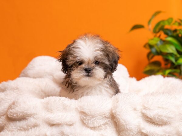Shih Tzu-Dog-Male-Black Gold and White-2090-PetCenter Old Bridge, New Jersey