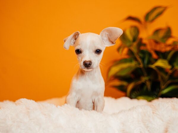 Chihuahua-Dog-Male-Cream-2144-PetCenter Old Bridge, New Jersey