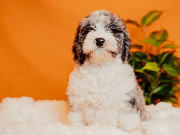 Cockapoo-Dog-Female-Blue Roan-2131-PetCenter Old Bridge, New Jersey