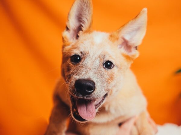 Australian Cattle Dog-Dog-Male-Red Mottled-2045-PetCenter Old Bridge, New Jersey