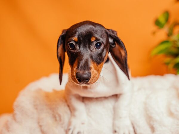 Dachshund-Dog-Male-Black / White-2033-PetCenter Old Bridge, New Jersey