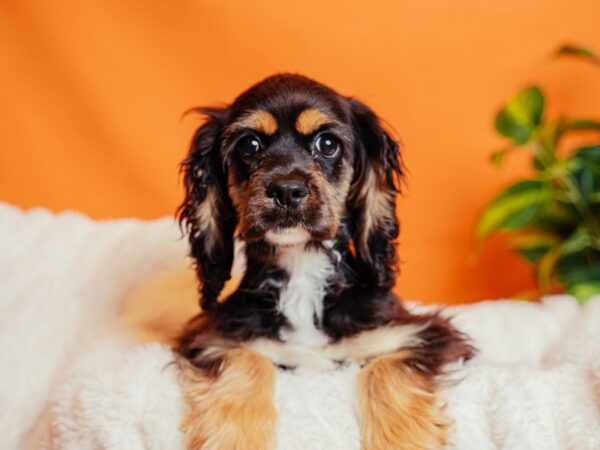 Cocker Spaniel-Dog-Female-Black-2008-PetCenter Old Bridge, New Jersey