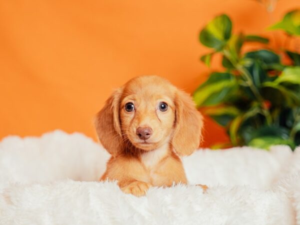 Dachshund-Dog-Female-Cream-2132-PetCenter Old Bridge, New Jersey