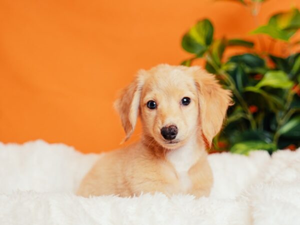 Dachshund-Dog-Male-Cream-2133-PetCenter Old Bridge, New Jersey