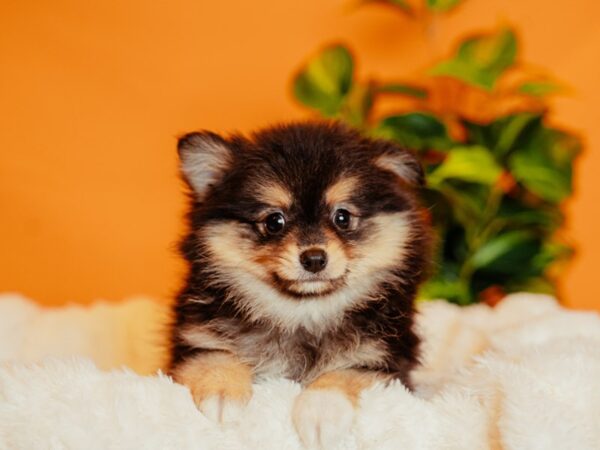Pomeranian-Dog-Male-Black / White-2136-PetCenter Old Bridge, New Jersey