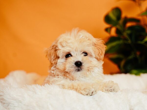 Morkie-Dog-Male-Tan / White-2130-PetCenter Old Bridge, New Jersey