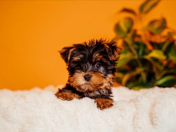 Yorkshire Terrier-Dog-Female-Black and Tan-2142-PetCenter Old Bridge, New Jersey