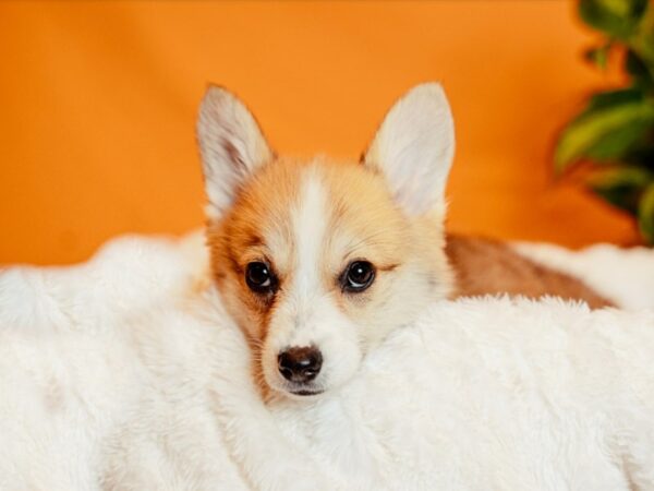 Pembroke Welsh Corgi-Dog-Female-Red / White-2129-PetCenter Old Bridge, New Jersey
